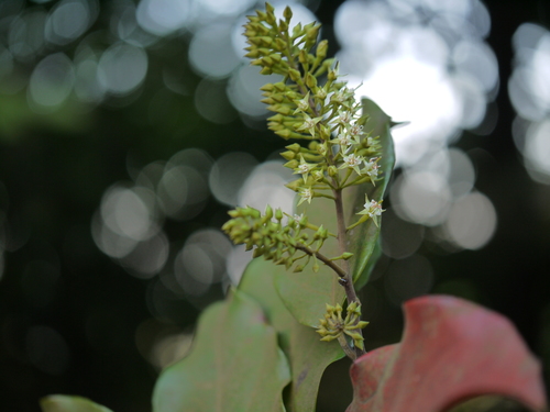 Combretum latifolium (Combretum latifolium)