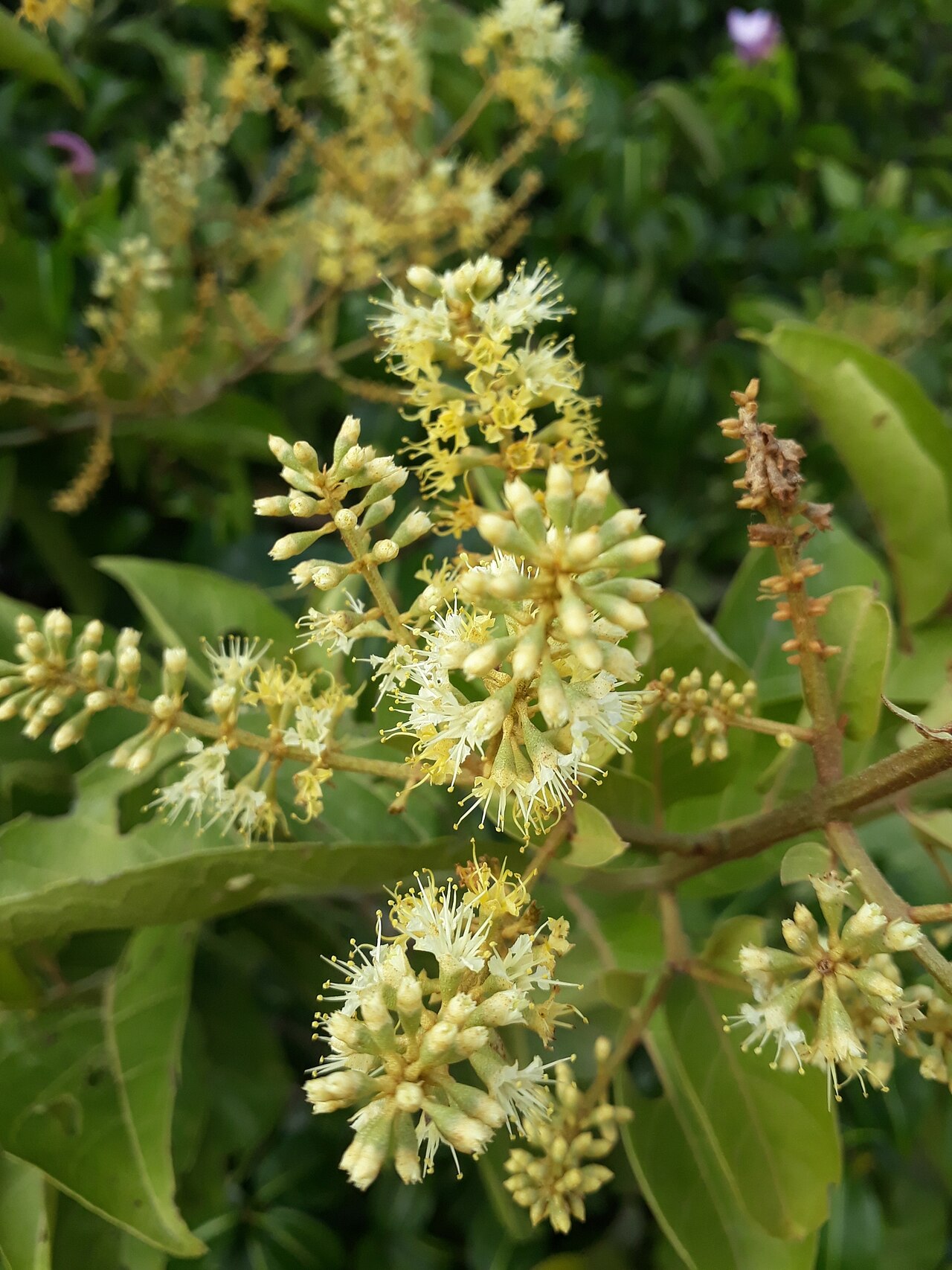 Combretum leprosum: Combretum leprosum in Brazil