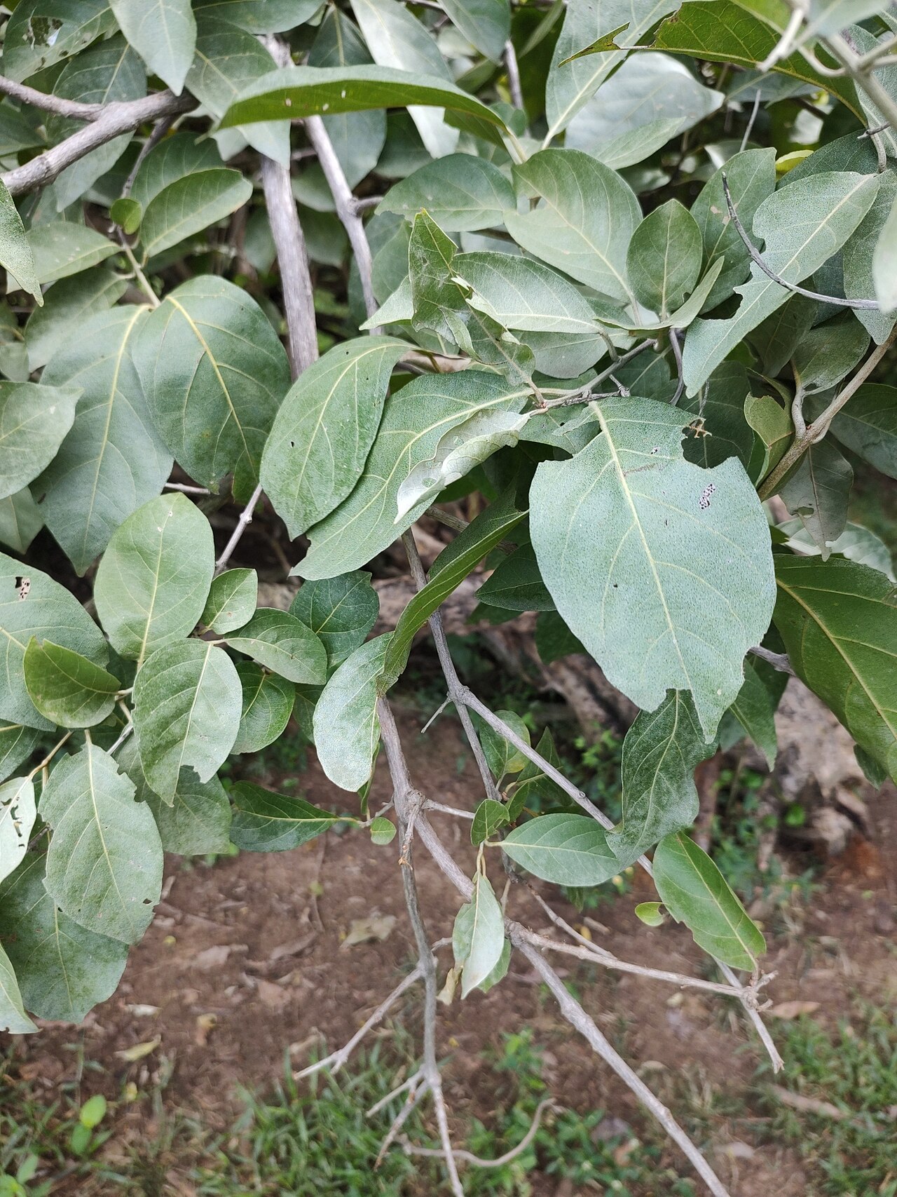 Combretum leprosum: Combretum leprosum in Brazil