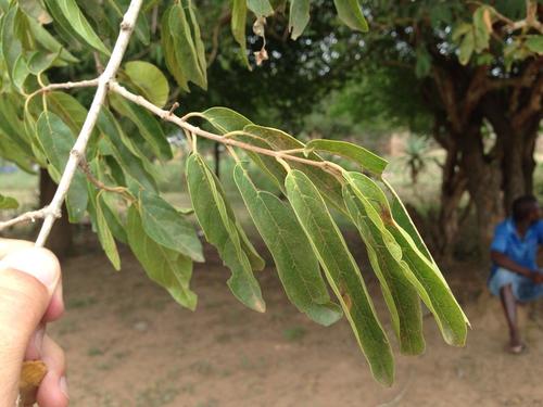 Maputaland bushwillow (Combretum mkuzense)