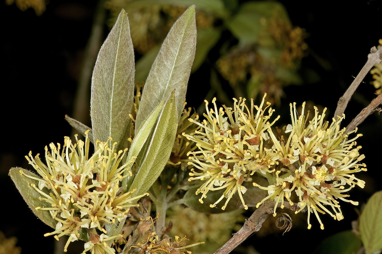 Rock bushwillow: Combretum moggii , inflorescences; Pretoria National Botanical Garden, Pretoria, Gauteng, South Africa