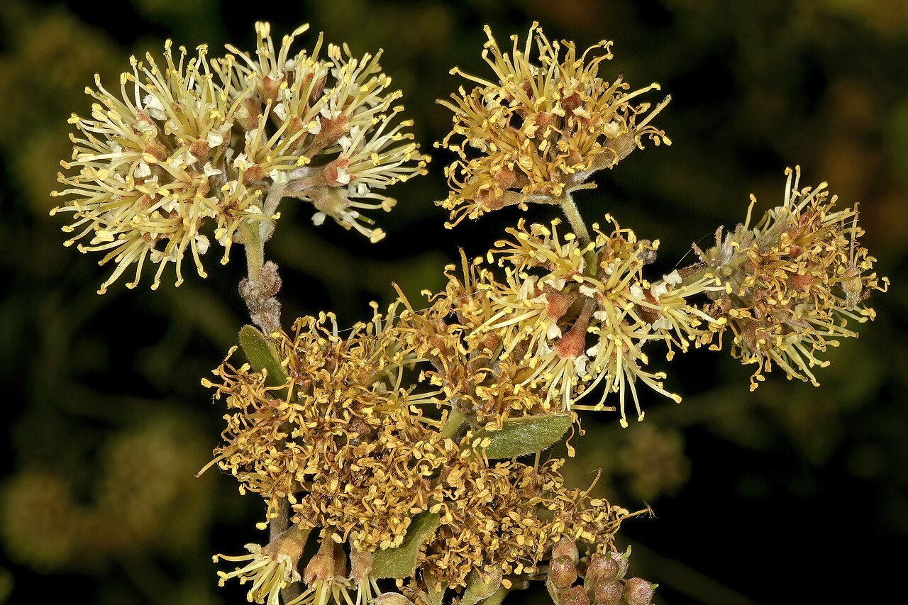 Rock bushwillow: Combretum moggii , inflorescences; Pretoria National Botanical Garden, Pretoria, Gauteng, South Africa