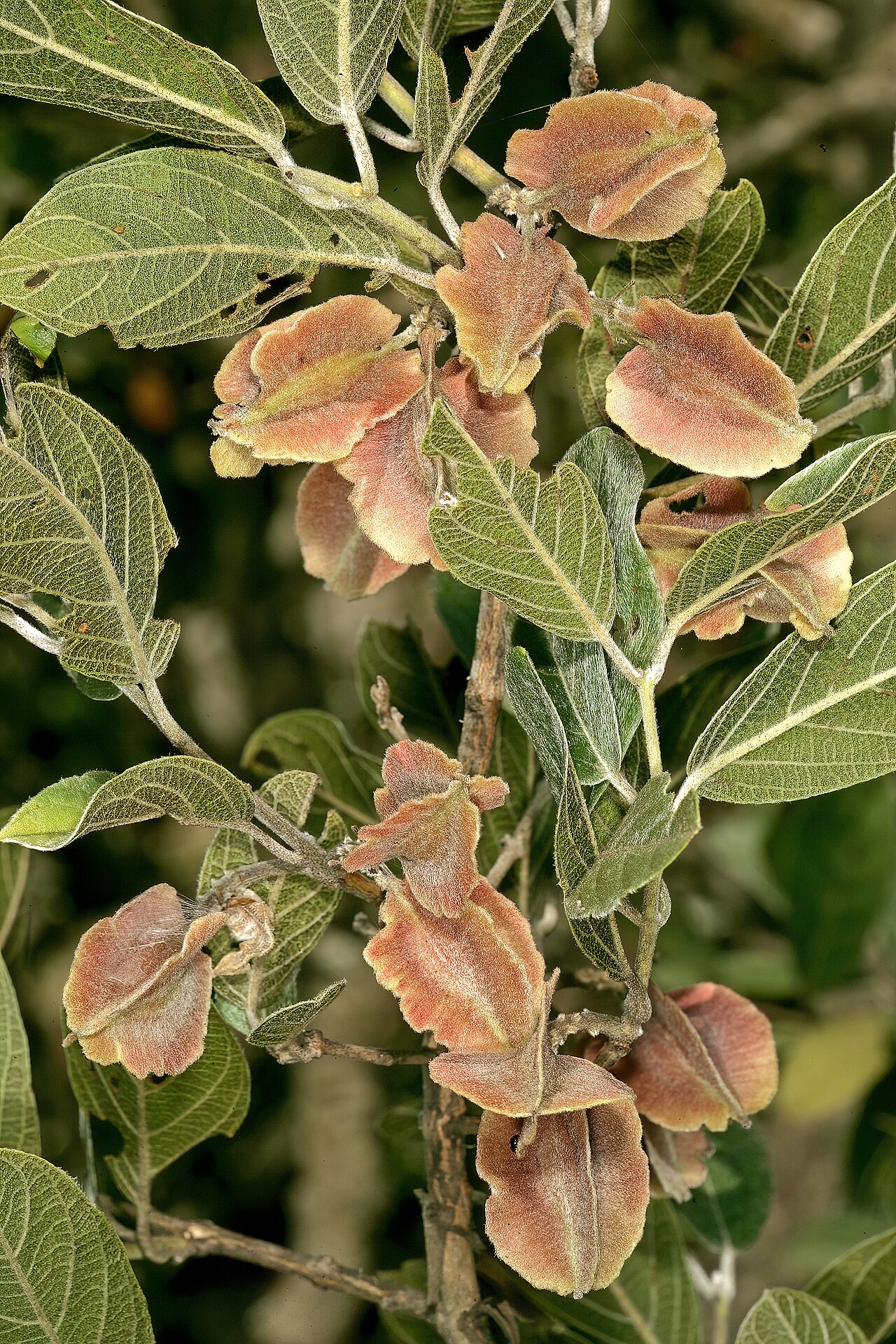 Rock bushwillow: Combretum moggii , fruit; Soutpansberg, between Sheshe and Dzamba, Venda, Limpopo, South Africa