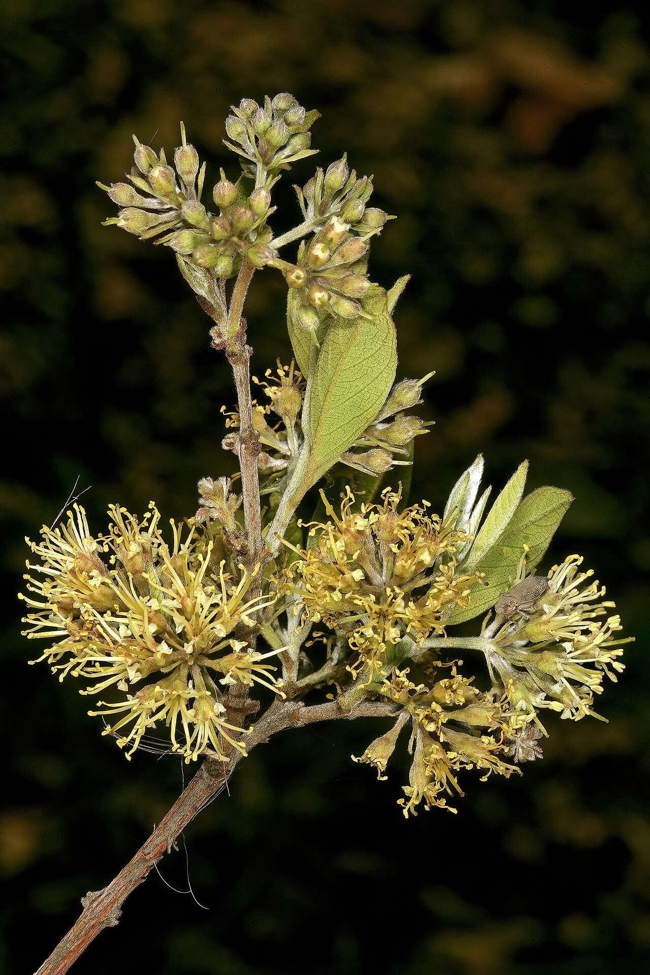 Rock bushwillow: Combretum moggii , inflorescences; Pretoria National Botanical Garden, Pretoria, Gauteng, South Africa