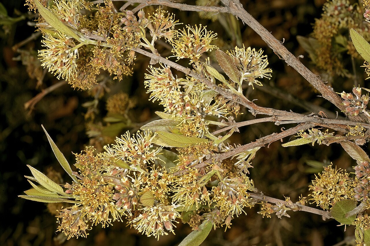 Rock bushwillow: Combretum moggii , inflorescences; Pretoria National Botanical Garden, Pretoria, Gauteng, South Africa