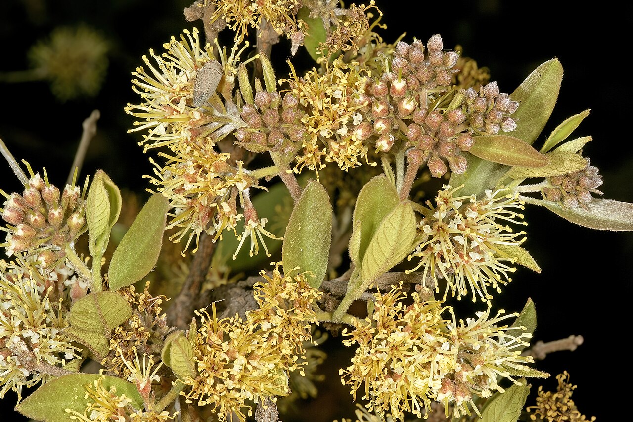 Rock bushwillow: Combretum moggii , inflorescences; Pretoria National Botanical Garden, Pretoria, Gauteng, South Africa