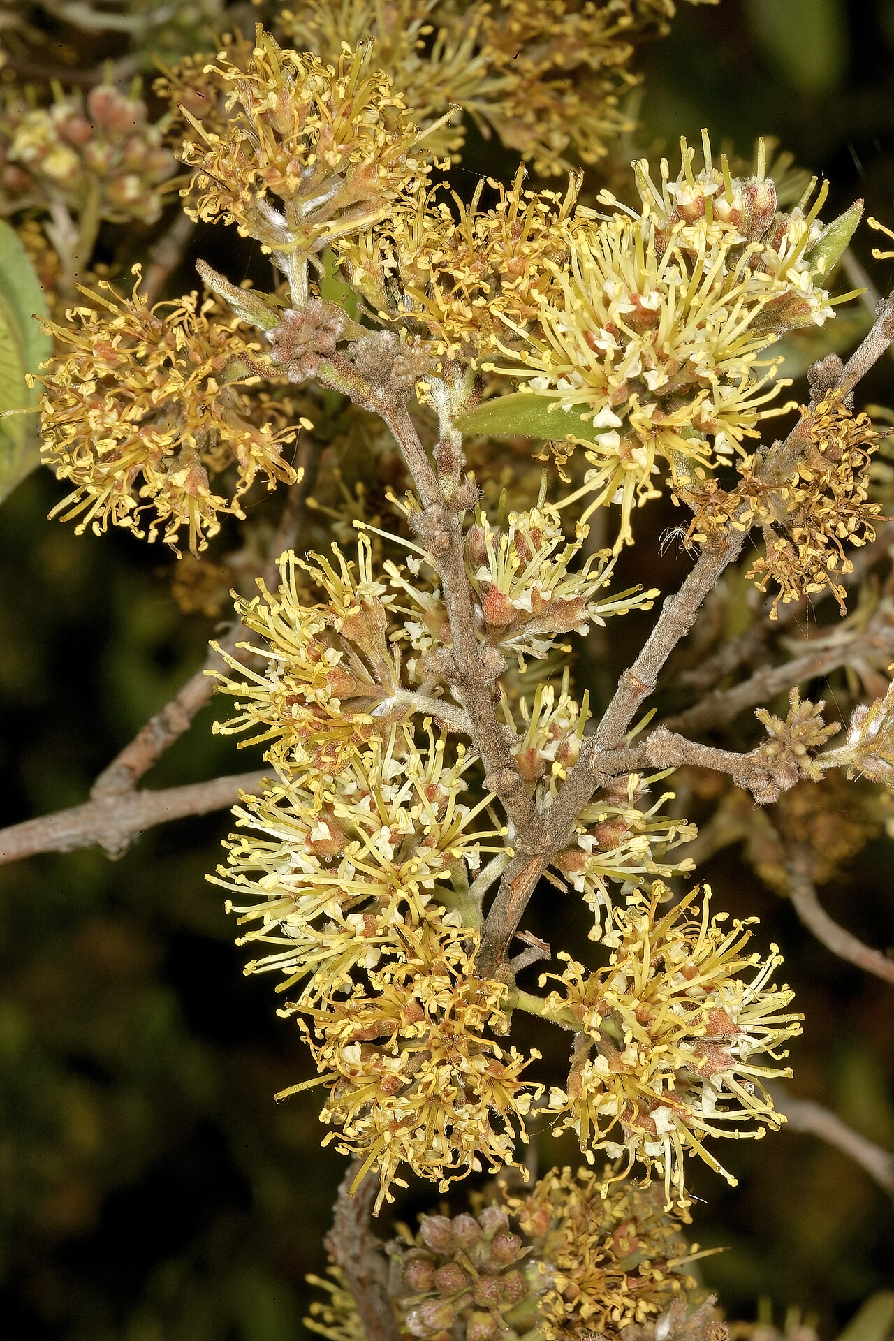 Rock bushwillow: Combretum moggii , inflorescences; Pretoria National Botanical Garden, Pretoria, Gauteng, South Africa