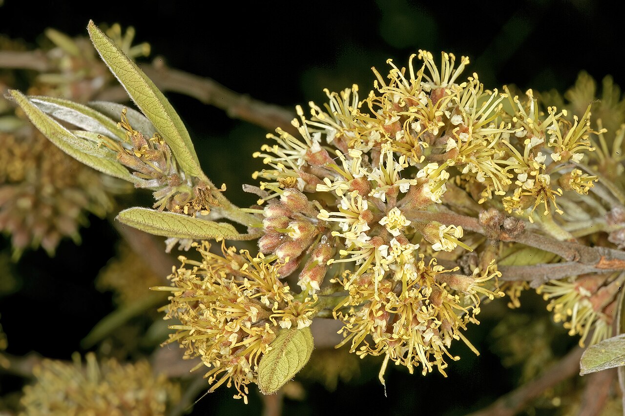 Rock bushwillow: Combretum moggii , inflorescences; Pretoria National Botanical Garden, Pretoria, Gauteng, South Africa