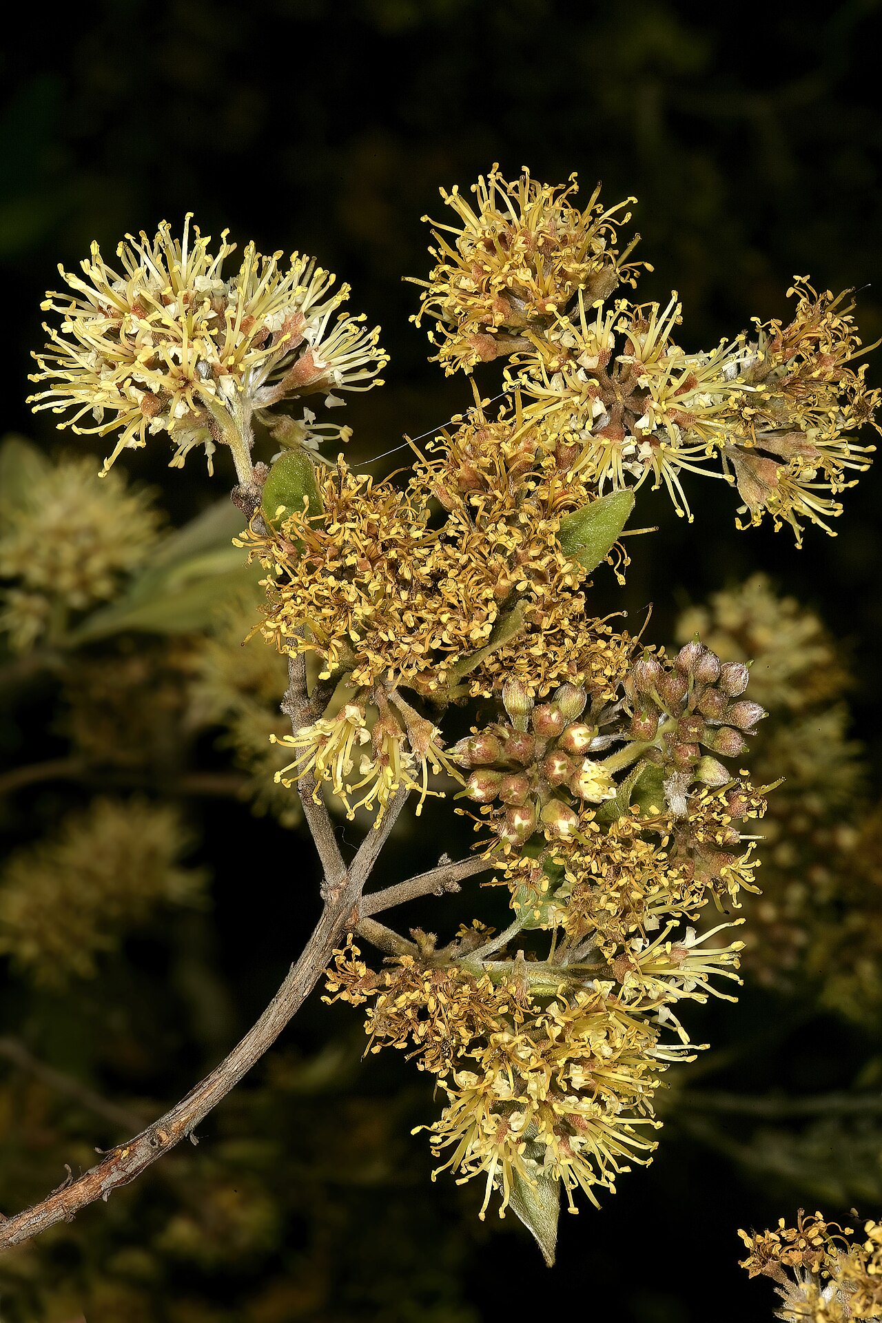 Rock bushwillow: Combretum moggii , inflorescences; Pretoria National Botanical Garden, Pretoria, Gauteng, South Africa