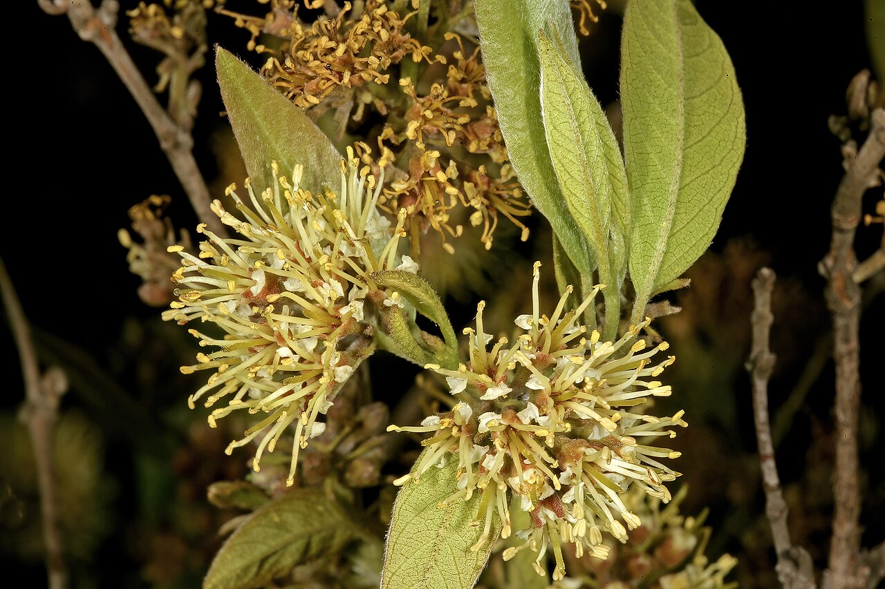 Rock bushwillow: Combretum moggii , inflorescences; Pretoria National Botanical Garden, Pretoria, Gauteng, South Africa