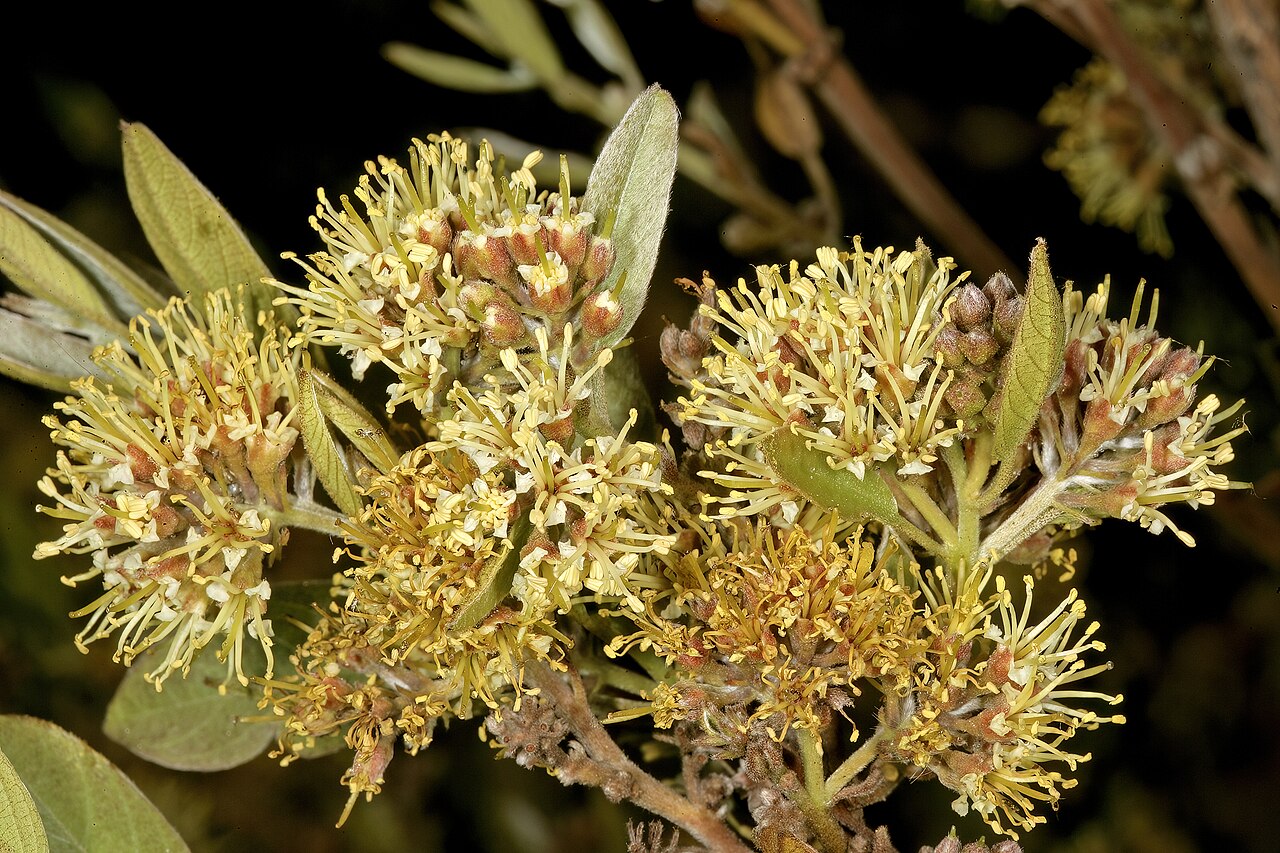 Rock bushwillow: Combretum moggii , inflorescences; Pretoria National Botanical Garden, Pretoria, Gauteng, South Africa