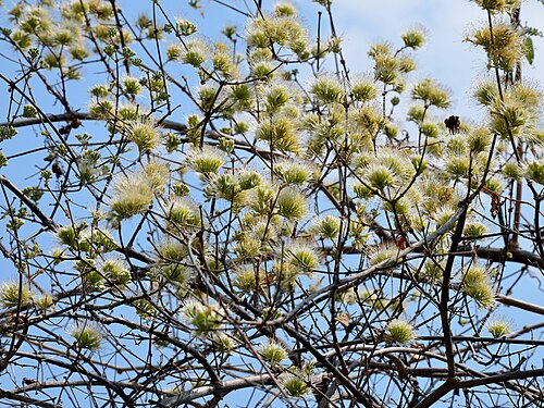 Knobbly climbing bushwillow: Knobbly bushwillow near Nyimba, Zambia.
