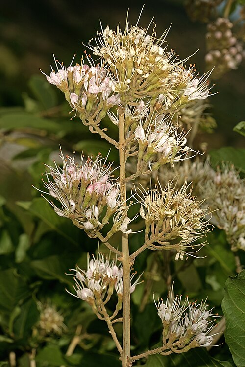 Knobbly climbing bushwillow: Combretum mossambicense , flowers; between Waterpoort and Mopane, Limpopo, South Africa