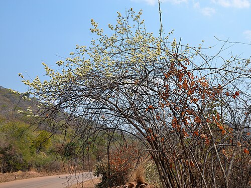 Knobbly climbing bushwillow: Knobbly bushwillow near Nyimba, Zambia.