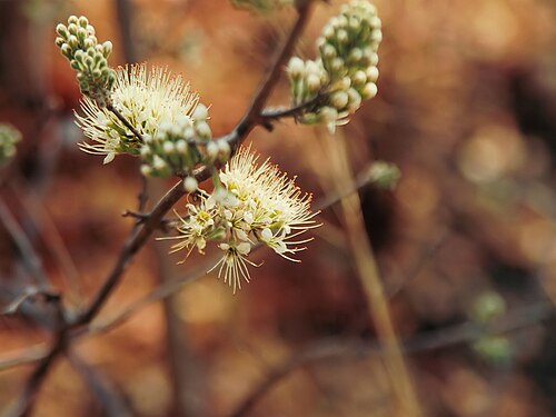 Knobbly climbing bushwillow: In South Luangwa National Park, Zambia. Scanned from photograph