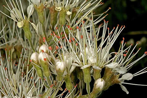 Knobbly climbing bushwillow: Combretum mossambicense , flowers; Pretoria National Botanical Garden, Pretoria, Gauteng, South Africa