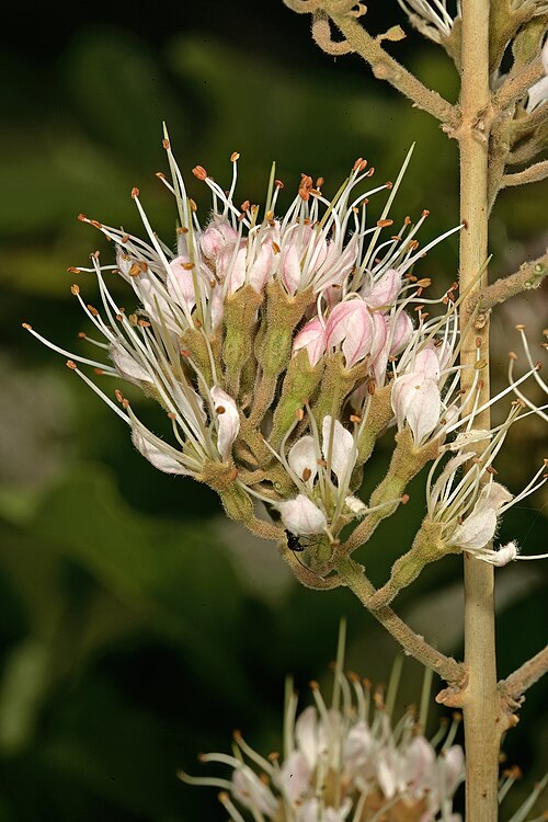 Knobbly climbing bushwillow: Combretum mossambicense , flowers; between Waterpoort and Mopane, Limpopo, South Africa