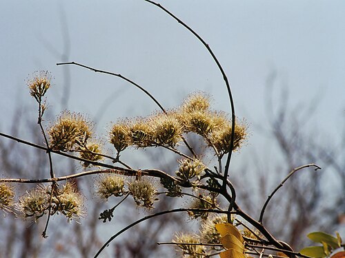 Knobbly climbing bushwillow: In South Luangwa National Park, Zambia. Scanned from a photograph
