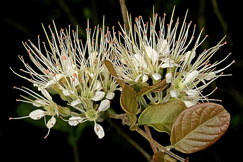 Knobbly climbing bushwillow: Combretum mossambicense , flowers; Pretoria National Botanical Garden, Pretoria, Gauteng, South Africa