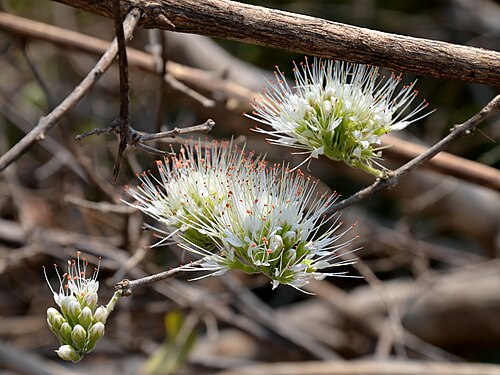 Knobbly climbing bushwillow: Knobbly bushwillow near Nyimba, Zambia.