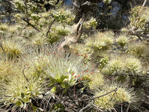 Knobbly climbing bushwillow (Combretum mossambicense)