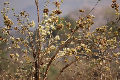 Knobbly climbing bushwillow (Combretum mossambicense)