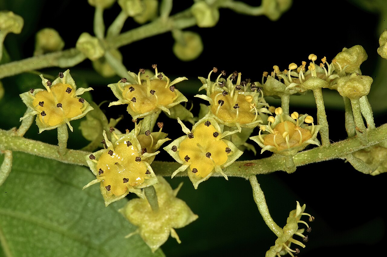 Trailing bushwillow: Combretum patelliforme , flowers; Lowveld National Botanical Garden, Nelspruit, Mpumalanga, South Africa