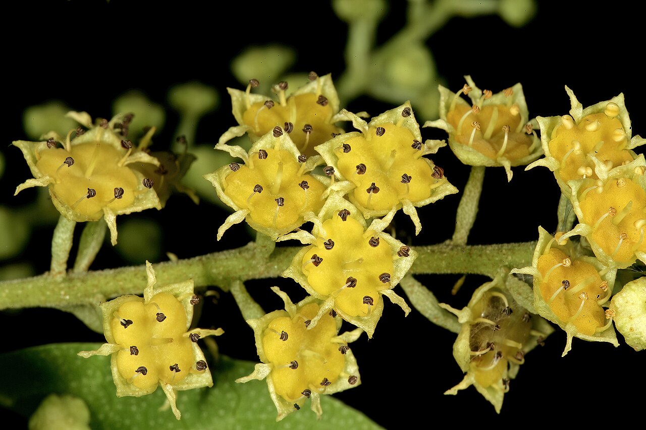 Trailing bushwillow: Combretum patelliforme , flowers; Lowveld National Botanical Garden, Nelspruit, Mpumalanga, South Africa