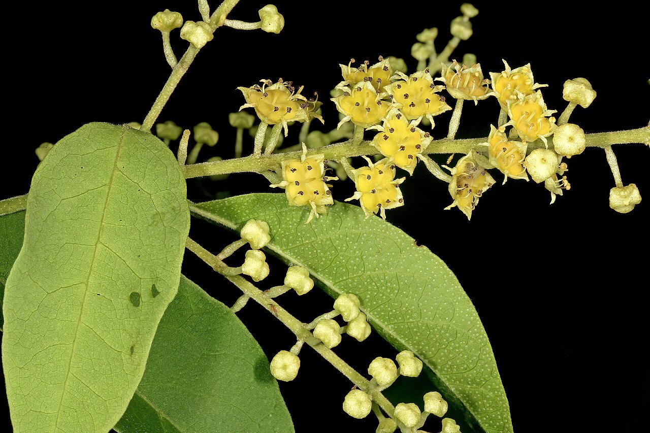 Trailing bushwillow: Combretum patelliforme , flowers; Lowveld National Botanical Garden, Nelspruit, Mpumalanga, South Africa