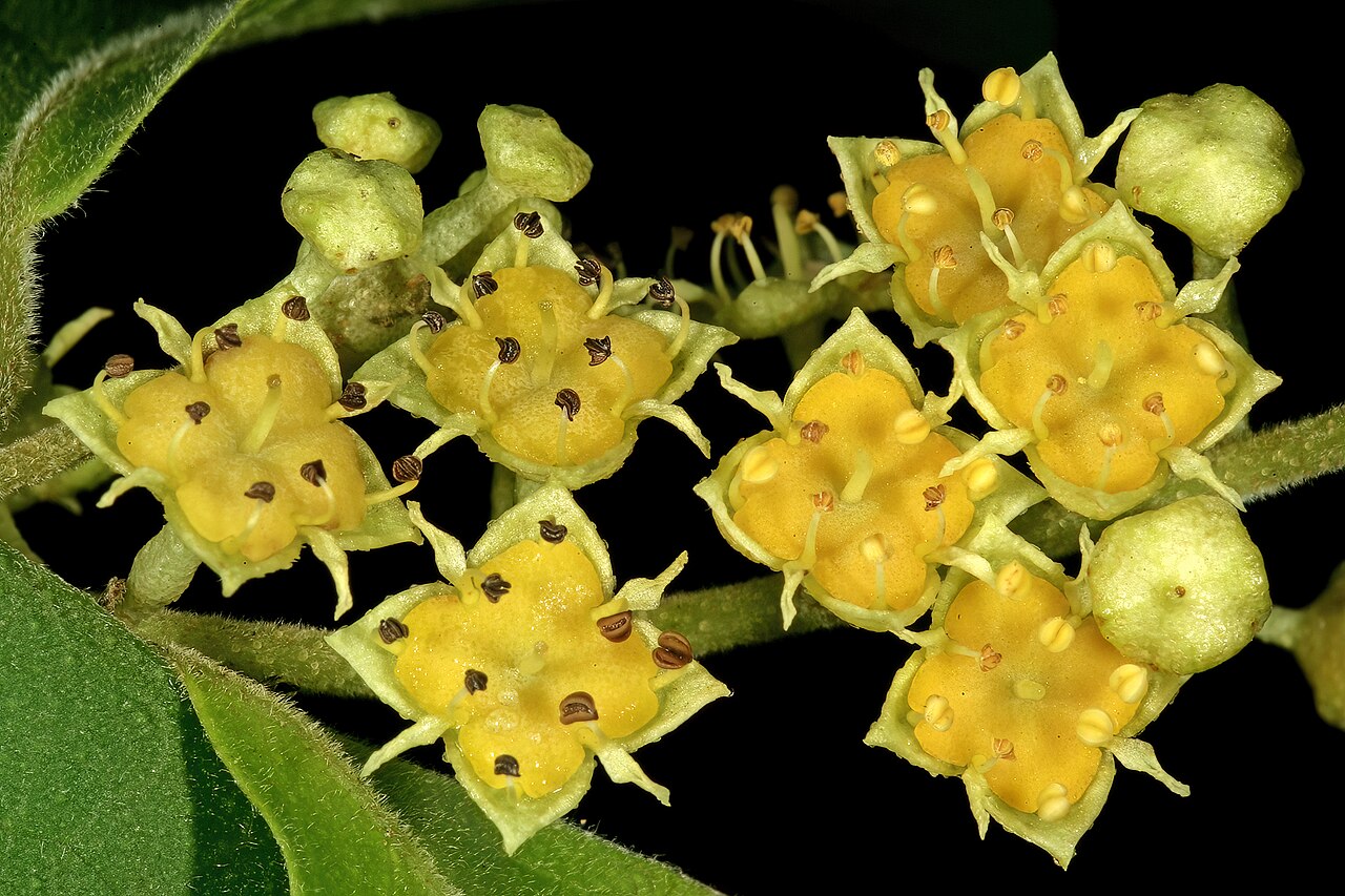 Trailing bushwillow: Combretum patelliforme , flowers; Lowveld National Botanical Garden, Nelspruit, Mpumalanga, South Africa
