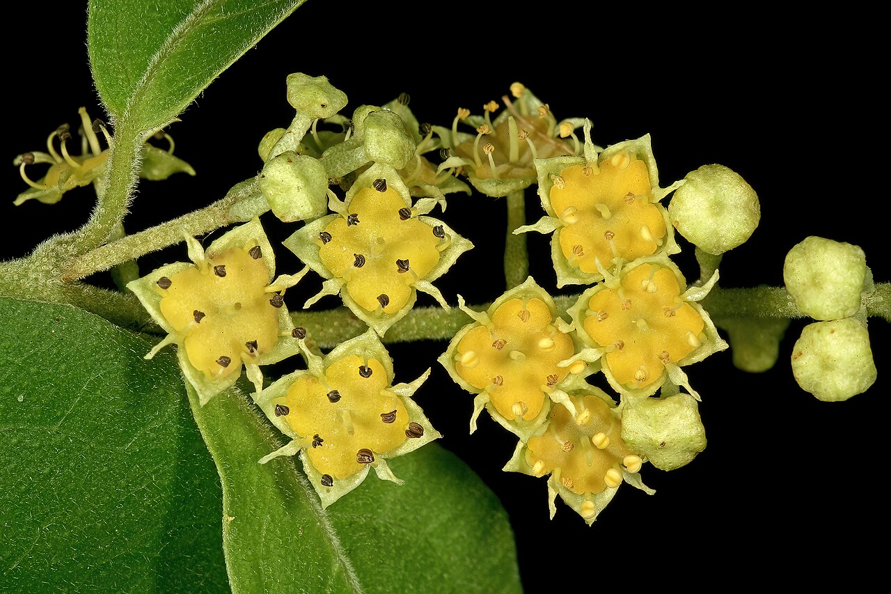 Trailing bushwillow: Combretum patelliforme , flowers; Lowveld National Botanical Garden, Nelspruit, Mpumalanga, South Africa