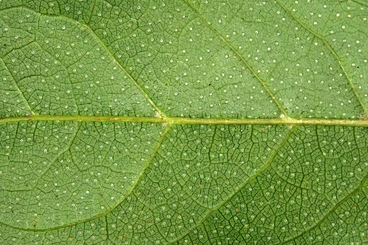 Trailing bushwillow: Combretum patelliforme , leaf lower surface showing domatia and scales visible to the naked eye; Pretoria National Botanical Garden, Pretoria, Gauteng, South Af