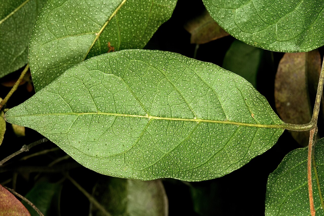 Trailing bushwillow: Combretum patelliforme , leaves with lower surface showing domatia and scales visible to the naked eye; Pretoria National Botanical Garden, Pretoria, Gauteng, S