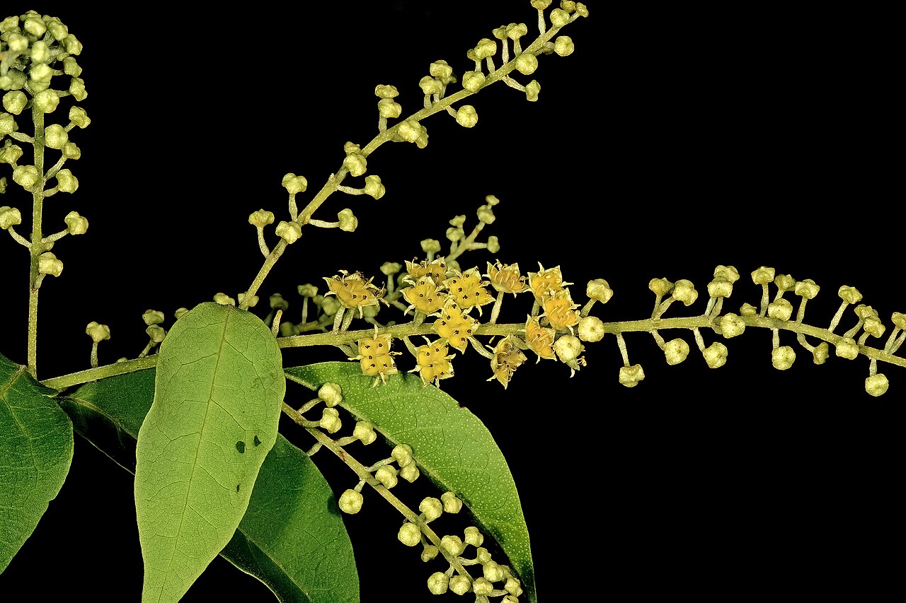 Trailing bushwillow: Combretum patelliforme , flowers; Lowveld National Botanical Garden, Nelspruit, Mpumalanga, South Africa
