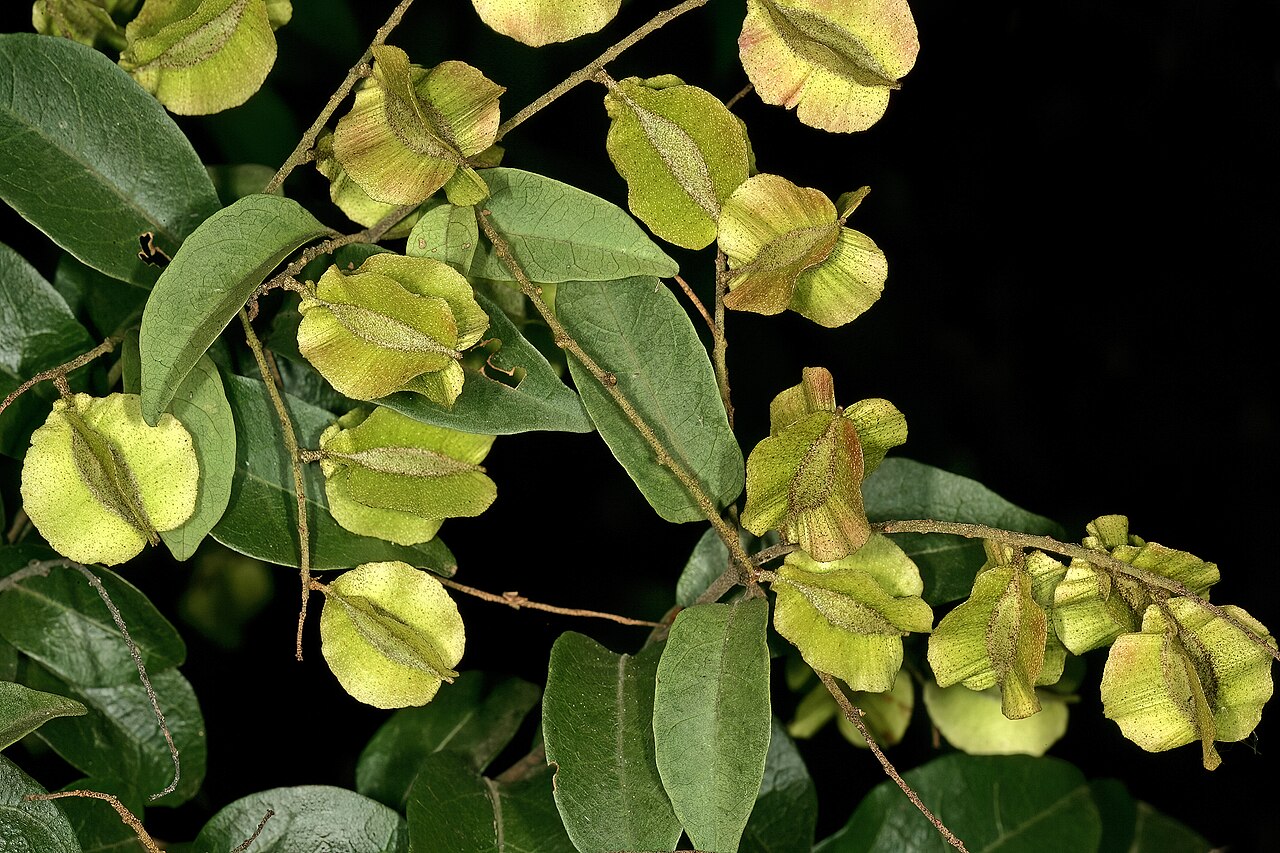 Trailing bushwillow: Combretum patelliforme , developing fruit; Pretoria National Botanical Garden, Pretoria, Gauteng, South Africa