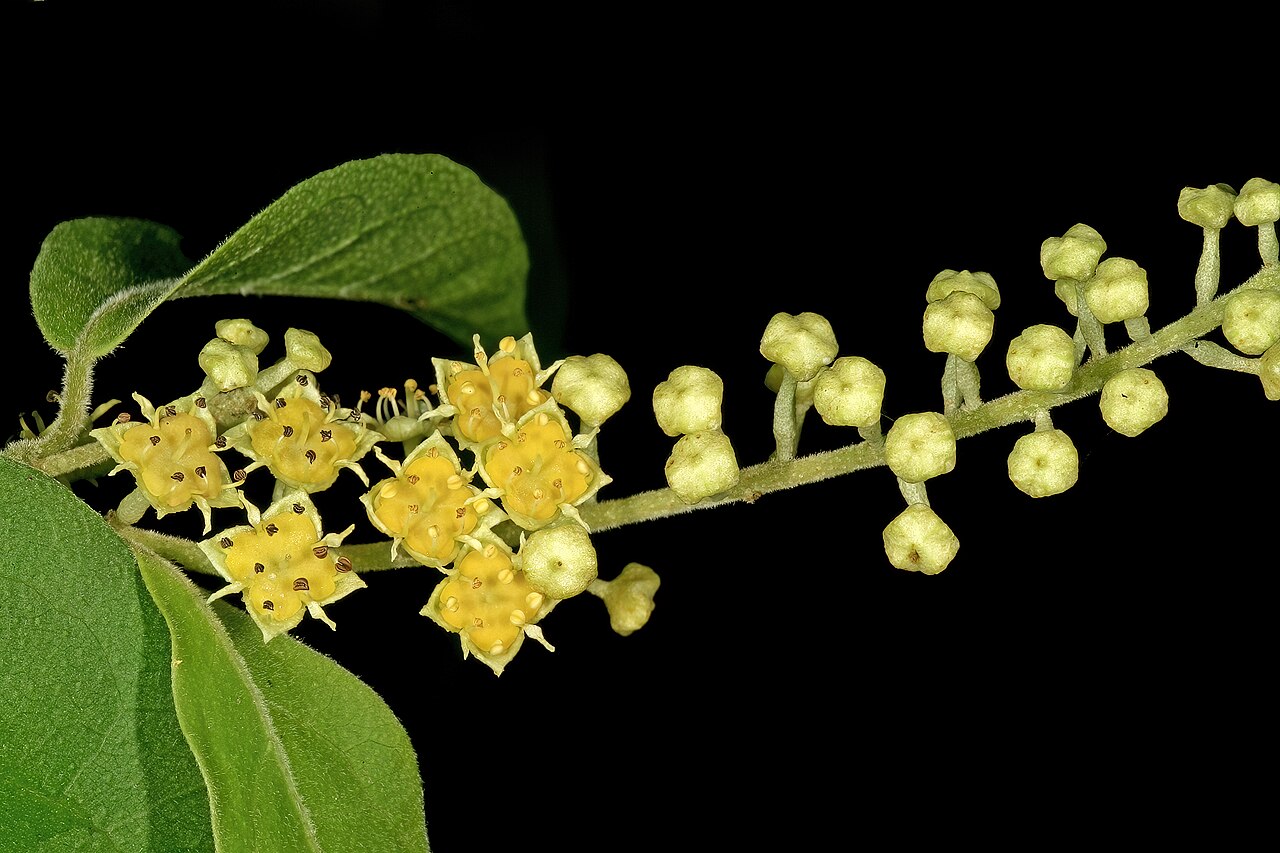 Trailing bushwillow: Combretum patelliforme , flowers; Lowveld National Botanical Garden, Nelspruit, Mpumalanga, South Africa