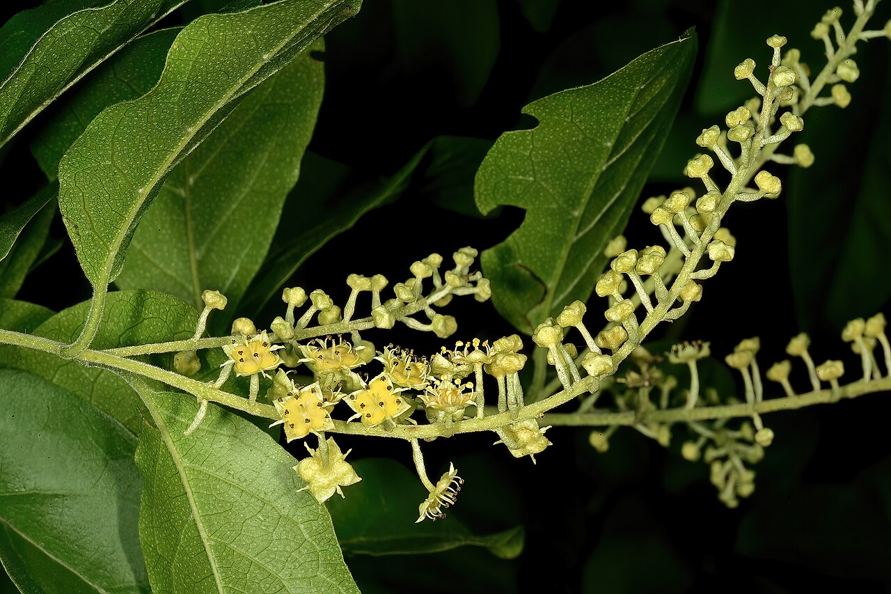 Trailing bushwillow: Combretum patelliforme , flowers; Lowveld National Botanical Garden, Nelspruit, Mpumalanga, South Africa