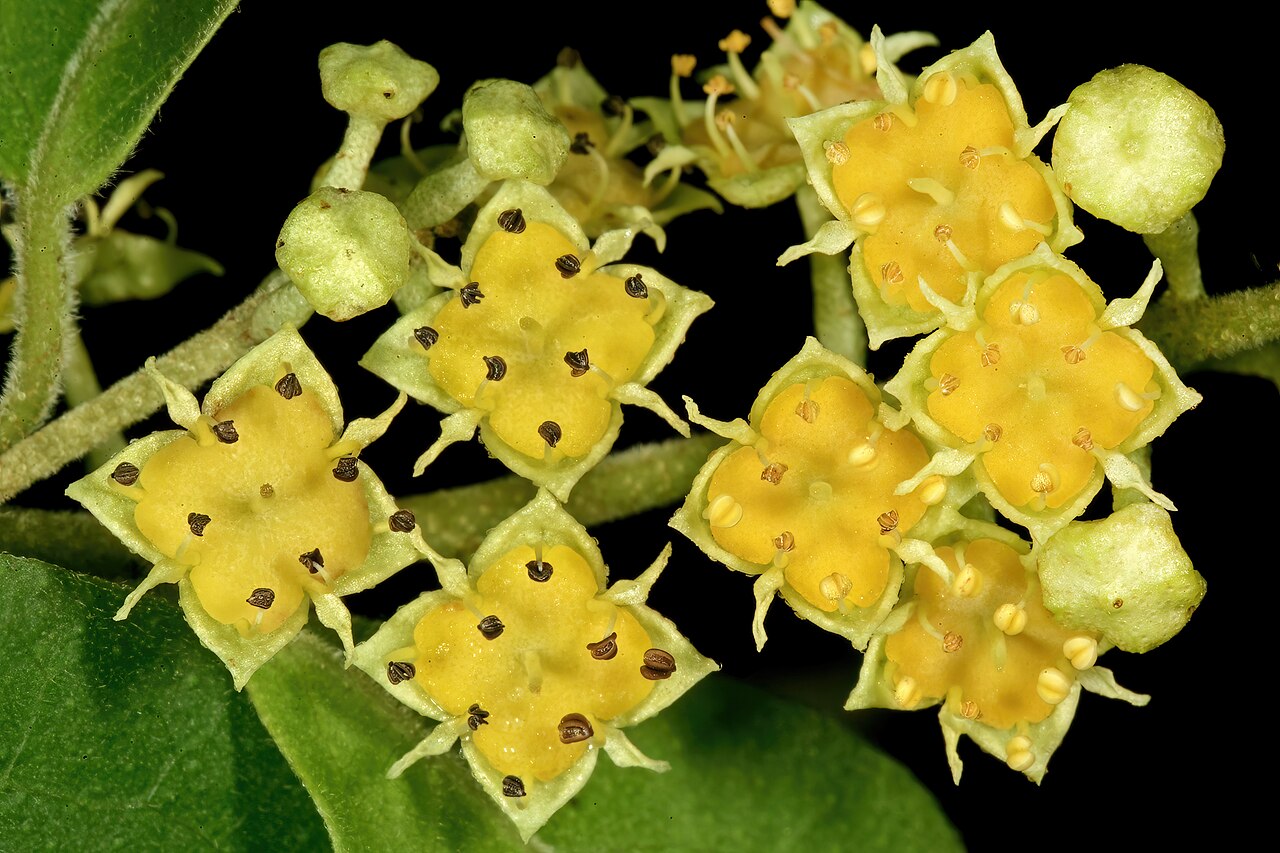 Trailing bushwillow: Combretum patelliforme , flowers; Lowveld National Botanical Garden, Nelspruit, Mpumalanga, South Africa