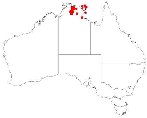 Comesperma apyllum: Comesperma aphyllum occurrence data downloaded from Australasian Virtual Herbarium doi: https://doi.org/10.26197/ala.47a5572a-9a44-4824-8338-856b0ea66947