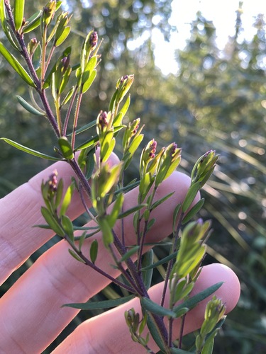 Comesperma hispidulum (Comesperma hispidulum)