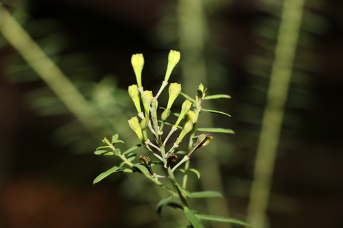 Comesperma hispidulum (Comesperma hispidulum)