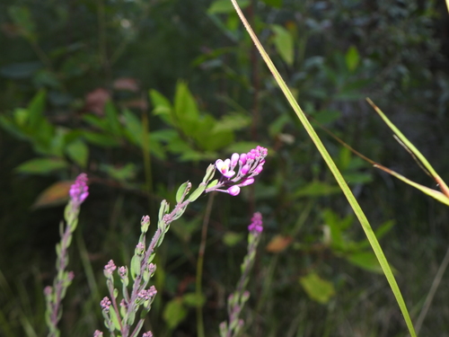 Comesperma hispidulum (Comesperma hispidulum)