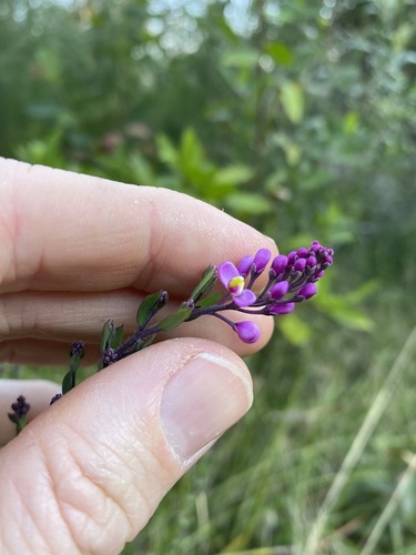 Comesperma hispidulum (Comesperma hispidulum)