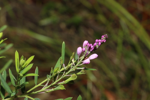 Comesperma hispidulum (Comesperma hispidulum)