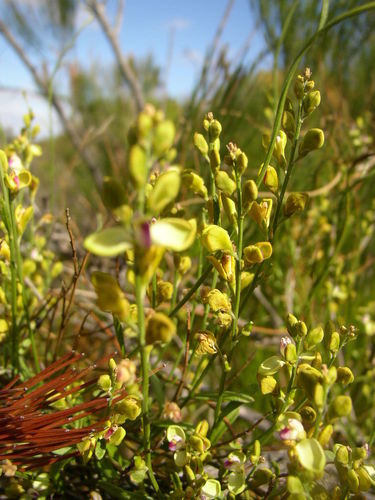 Comesperma integerrimum (Comesperma integerrimum)