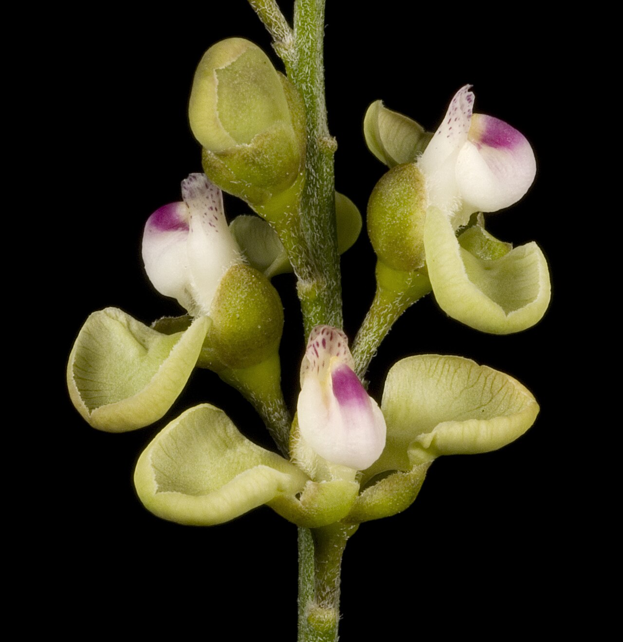 Comesperma integerrimum: KRT3385