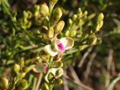Comesperma integerrimum (Comesperma integerrimum)