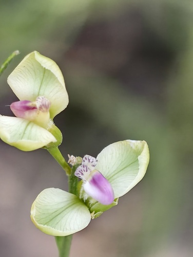 Comesperma integerrimum (Comesperma integerrimum)