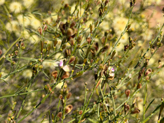 Comesperma integerrimum (Comesperma integerrimum)