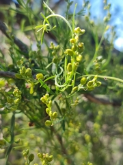 Comesperma integerrimum (Comesperma integerrimum)